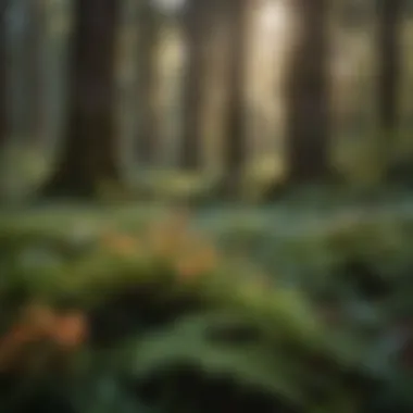 A close-up of the native flora around Mount Baker