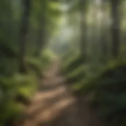 Lush forest trail in New Hampshire