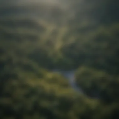 Aerial view of a dense northern forest showcasing biodiversity