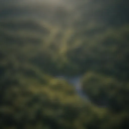 Aerial view of a dense northern forest showcasing biodiversity