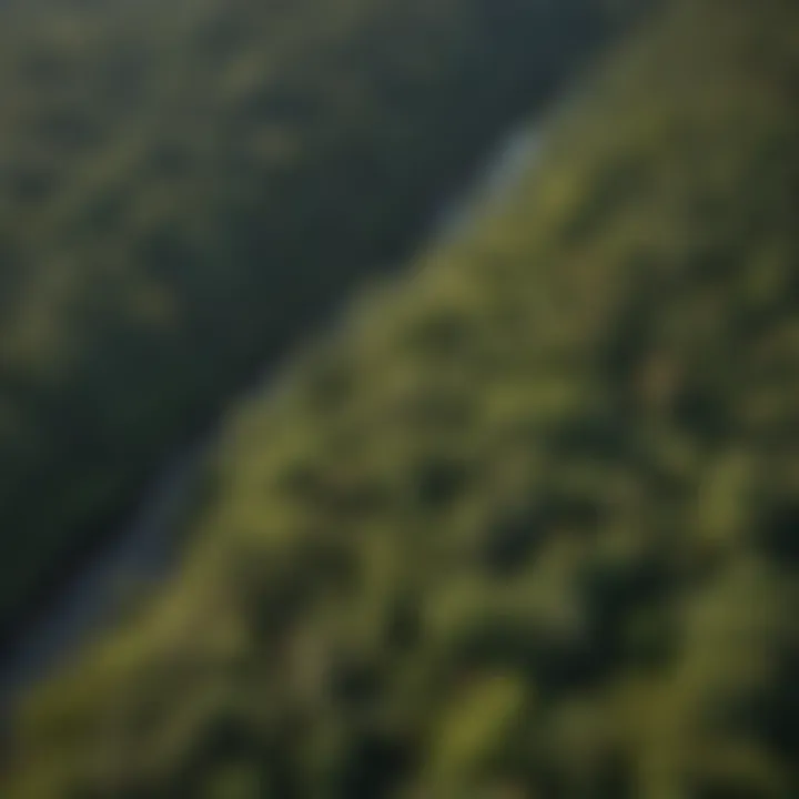 Aerial view of Nubath's lush forests