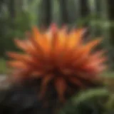 Vibrant hues derived from natural plant sources