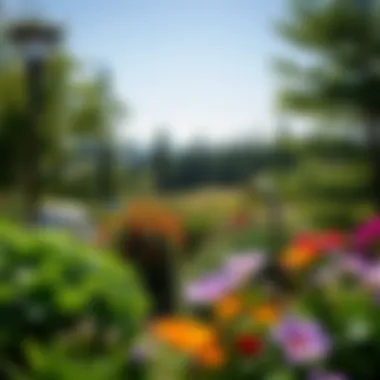 A serene view of a peace garden in North Dakota with vibrant flowers and lush greenery