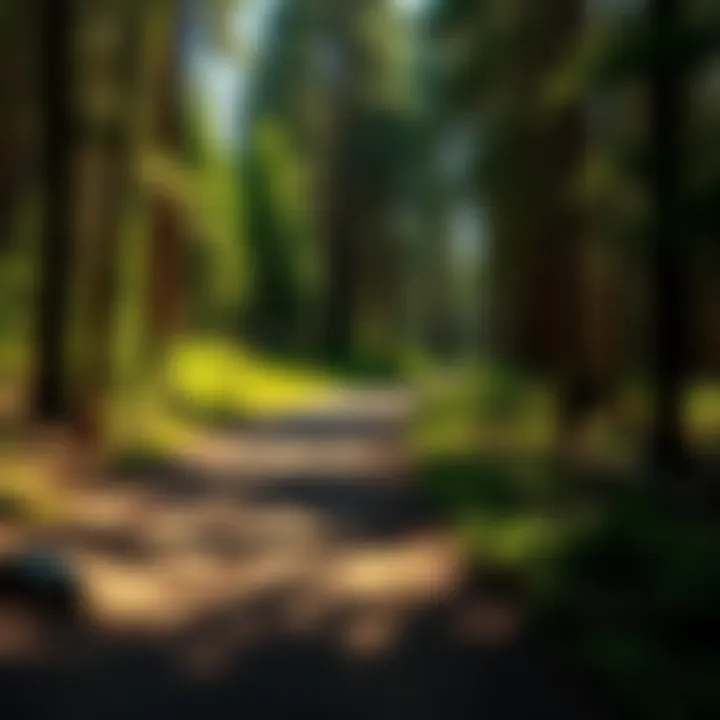 Hiking trails leading from Pine Grove Campground into the forest