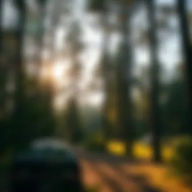 Scenic view of Pine Grove Campground surrounded by towering trees