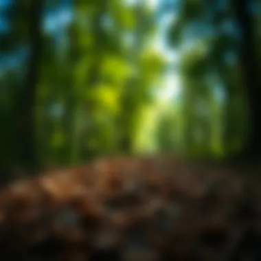 Sustainable sourcing of wood fiber for playgrounds