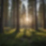 Lush pine forest surrounding Ponderosa Campground