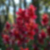 Vibrant purpurea foliage showcasing its unique colors