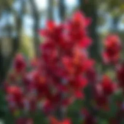 Vibrant purpurea foliage showcasing its unique colors