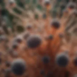 Bacillus thuringiensis bacteria under a microscope