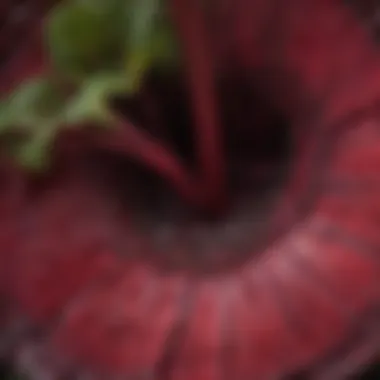 Vibrant Beetroot Interior Cross-section of a beetroot showcasing its vibrant interior