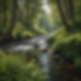 Lush vegetation along the banks of Salmon Creek