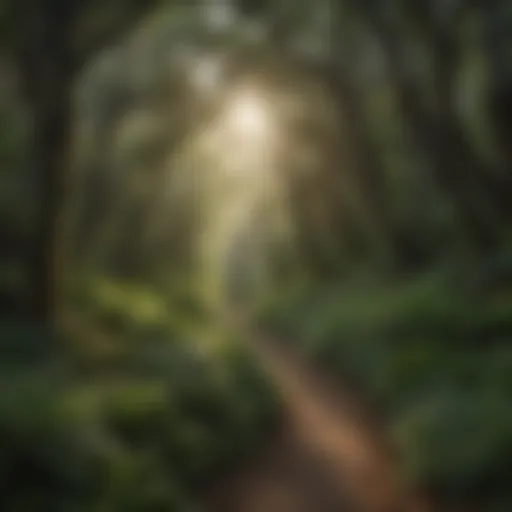 A serene trail winding through lush greenery in San Mateo