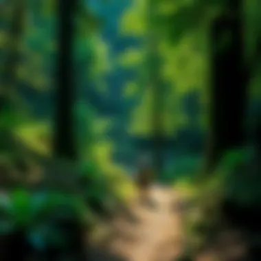 Trail leading through dense foliage and rocky terrain