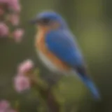 A vibrant Eastern Bluebird perched on a blossoming branch