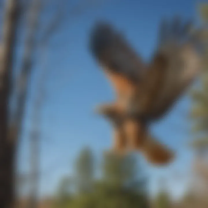 A majestic Red-tailed Hawk soaring against a clear blue sky
