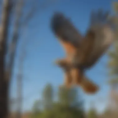 Red-tailed Hawk in Flight A majestic Red-tailed Hawk soaring against a clear blue sky