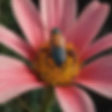 A close-up of a unique insect species on a desert flower