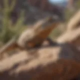 Vibrant desert lizard basking on a rock