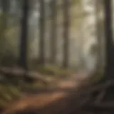 Destruction of a forest habitat
