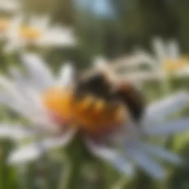 Pollinator and Native Flower Interaction A close-up of a pollinator visiting a native flower, highlighting the relationship between local wildlife and flora.
