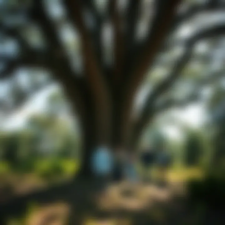 Collaboration in Nature: Engaging with the Community Tree Community members collaborating under a large tree