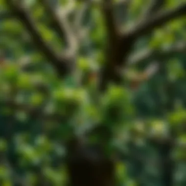 Biodiversity Blossoms: Life Around the Community Tree Diverse flora and fauna thriving around a community tree