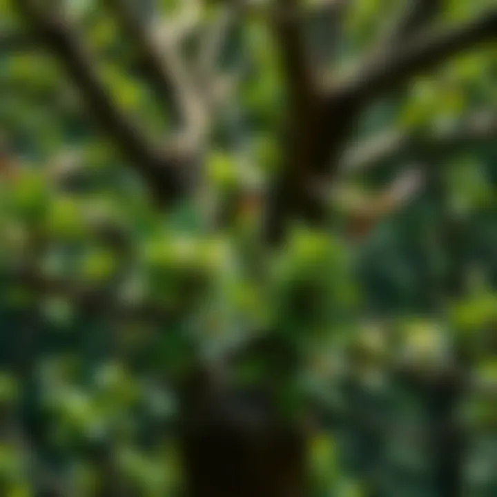 Biodiversity Blossoms: Life Around the Community Tree Diverse flora and fauna thriving around a community tree