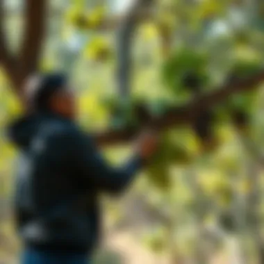 Nurturing Sustainability: Caring for the Community Tree Sustainable practices illustrated through community tree maintenance