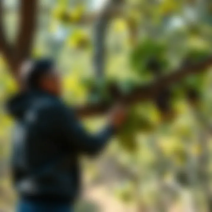 Nurturing Sustainability: Caring for the Community Tree Sustainable practices illustrated through community tree maintenance