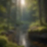 Lush forest landscape of Boundary Waters