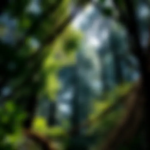 Lush forest canopy showcasing biodiversity