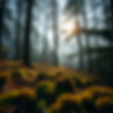 Sustainable Woodland Practices Sustainable practices in a serene woodland setting