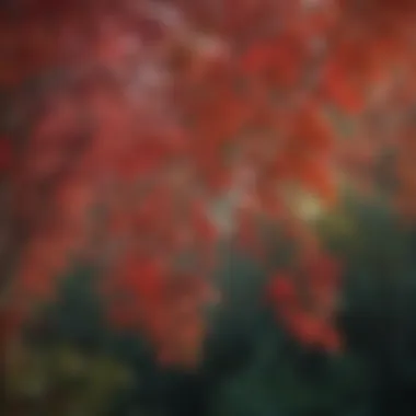 Seasonal Changes of Nandina A seasonal representation of Nandina showcasing its changing colors throughout the year.