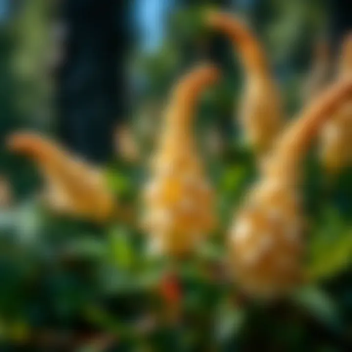 Close-up of unique flora found in the Great Bear Forest
