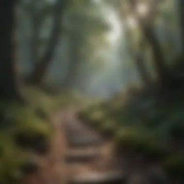 A rocky path leading through dense woods