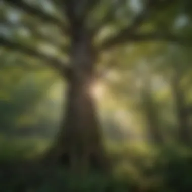 Diverse Tree Species of Missouri Lush Missouri forest showcasing diverse tree species