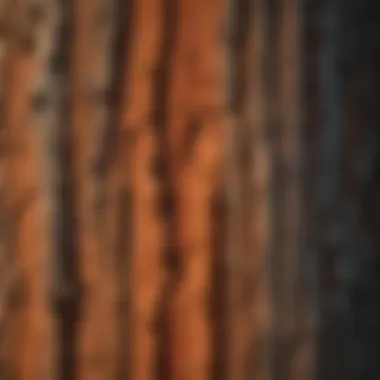 Close-up of the textured bark of a giant redwood