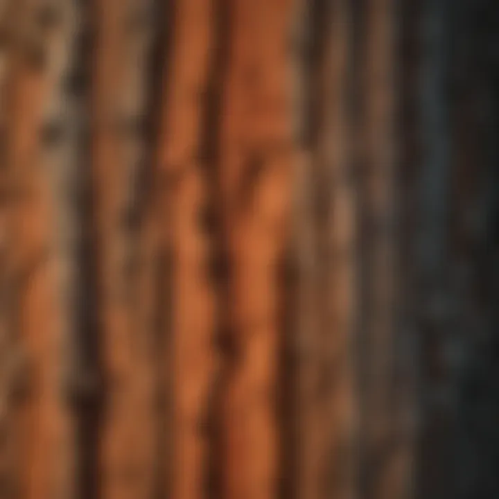 Close-up of the textured bark of a giant redwood