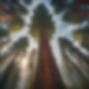 Majestic giant redwoods towering against the sky