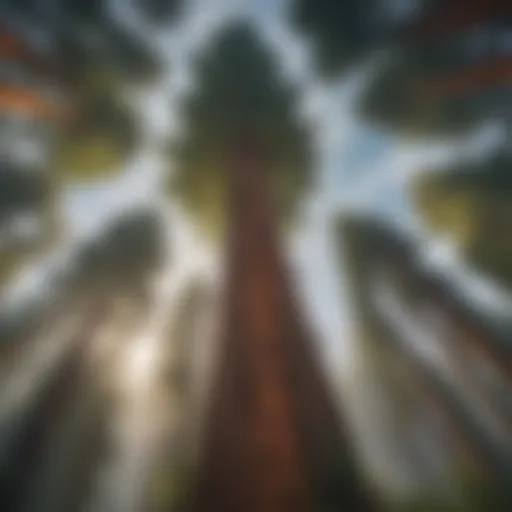 Majestic giant redwoods towering against the sky