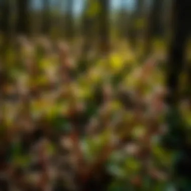 Regrowth of flora post-burn in a Michigan woodland.