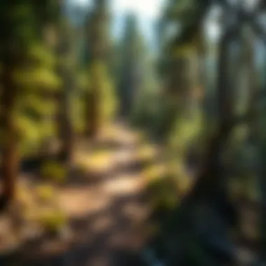 Scenic view of the Middle Fork Trail winding through the forest