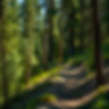 Sustainable forestry practices visible along the Middle Fork Trail