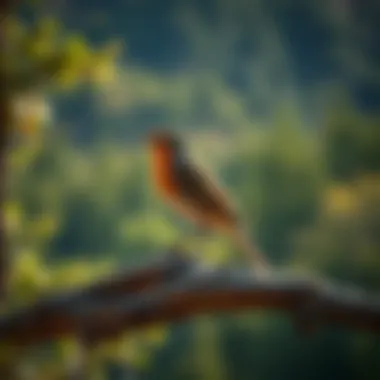 Conservation Efforts Supported by the App Illustration of conservation efforts promoted by the Peterson Bird Guide App