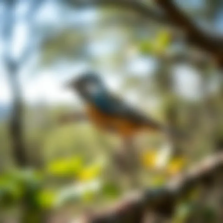 Educational Tools for Avian Learning Educational tools available within the Peterson Bird Guide App for learning about avian life