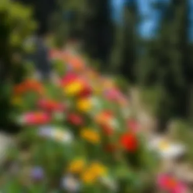 Vibrant wildflowers blooming along a hiking trail