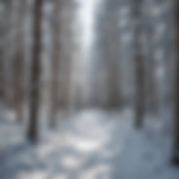 Snow-covered trees near the chairlift