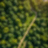 Aerial view of White River Park showcasing its lush greenery
