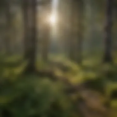 Sustainable Practices in Alaskan Forests Lush green forest showcasing sustainable forestry practices
